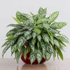 'Maria' Chinese Evergreen Aglaonema - 6" Pot
