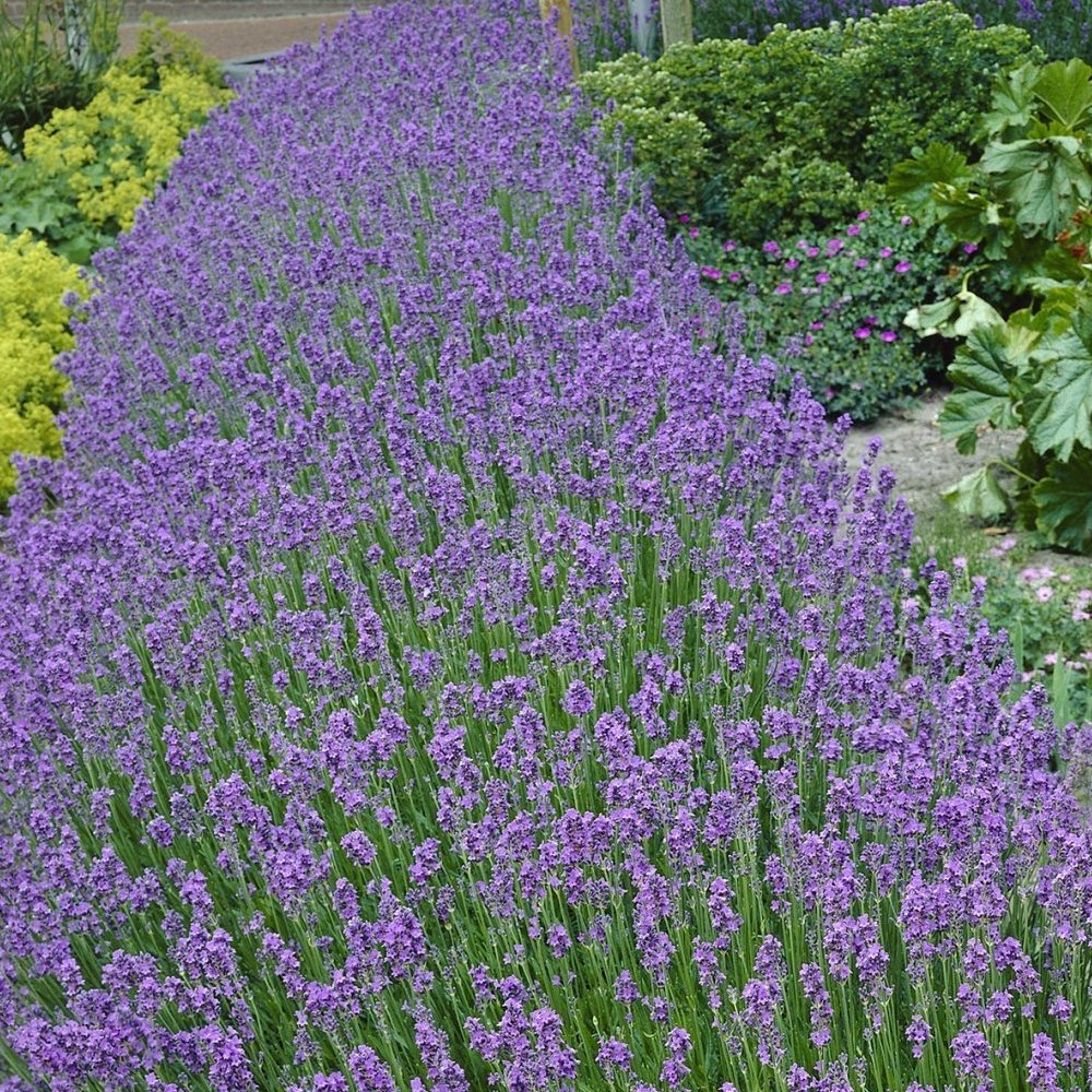 Sunshine Culinary Lavenders – Sunshine Herb & Lavender Farm