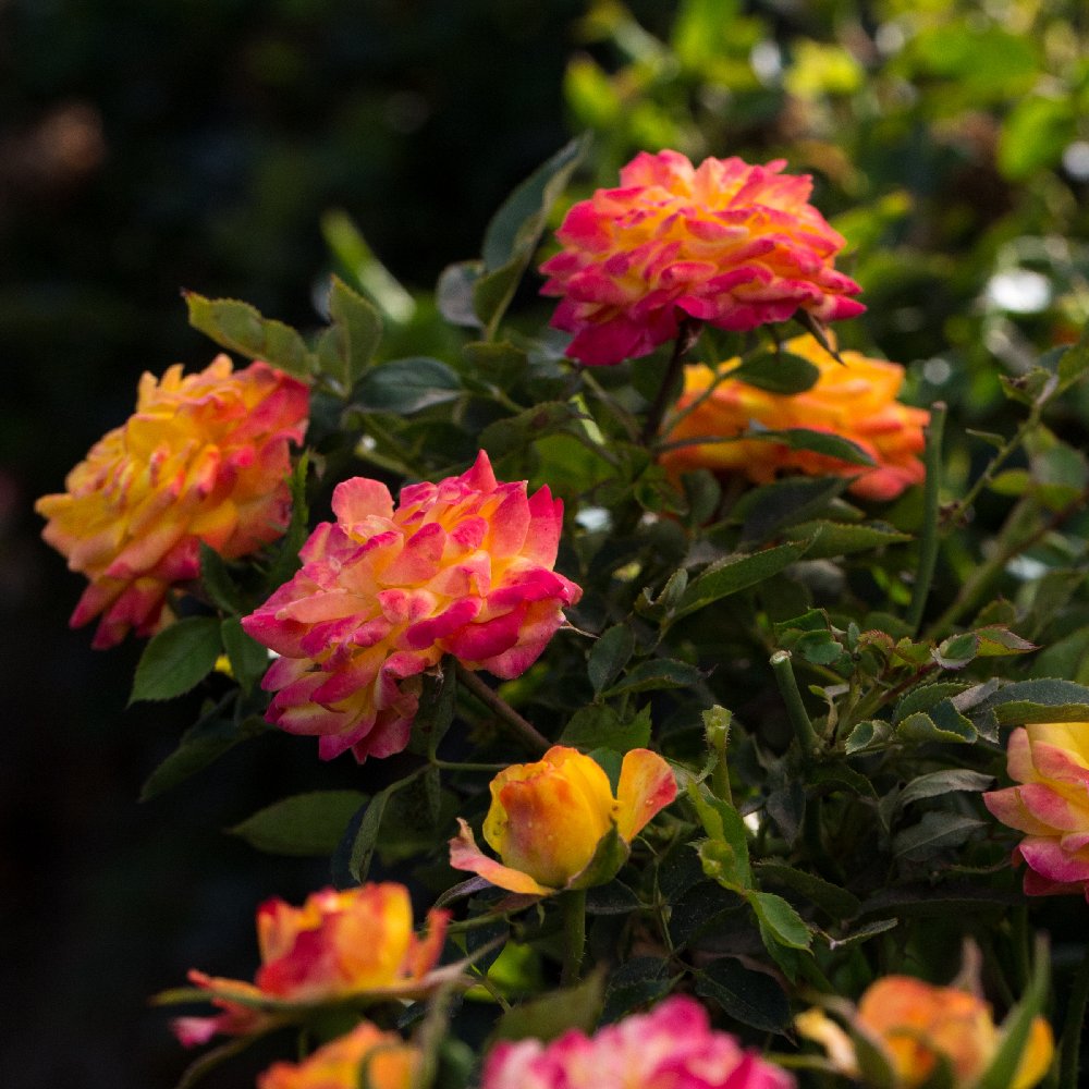 Cottage Farms Direct Perennials Rainbow Sunblaze Mini Rose 2pc,Best Puppy Chow Recipe