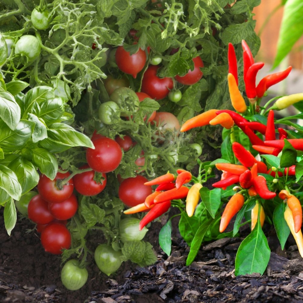 How to Grow Peppers, Tomatoes, and Herbs