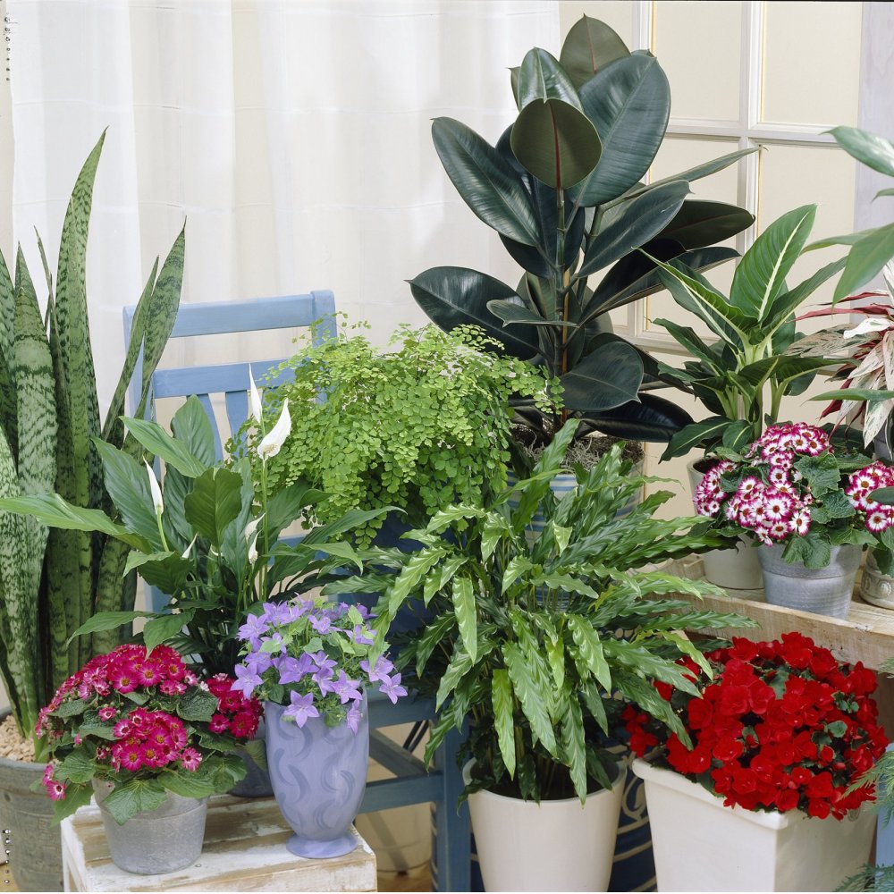 Houseplants - Enjoy The Health Benefits