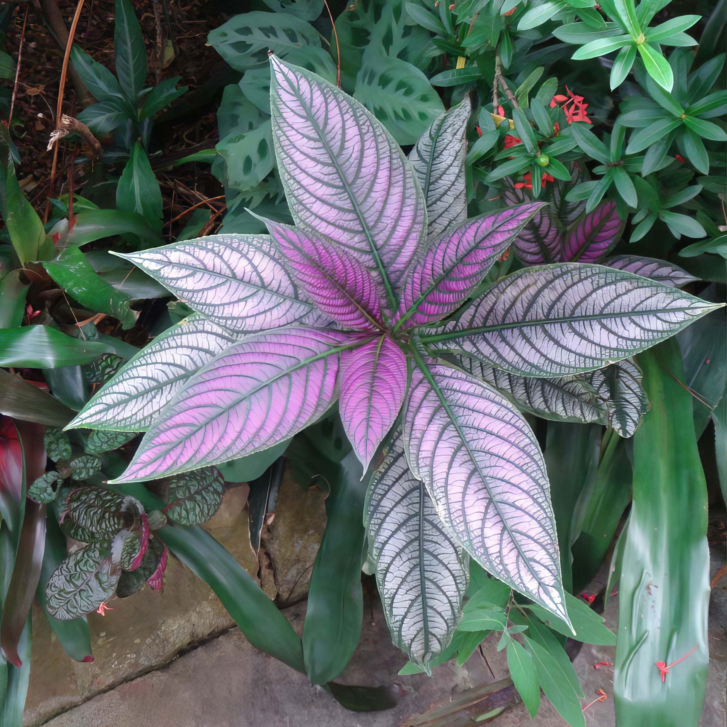 'Persian Shield' Strobilanthes - 4