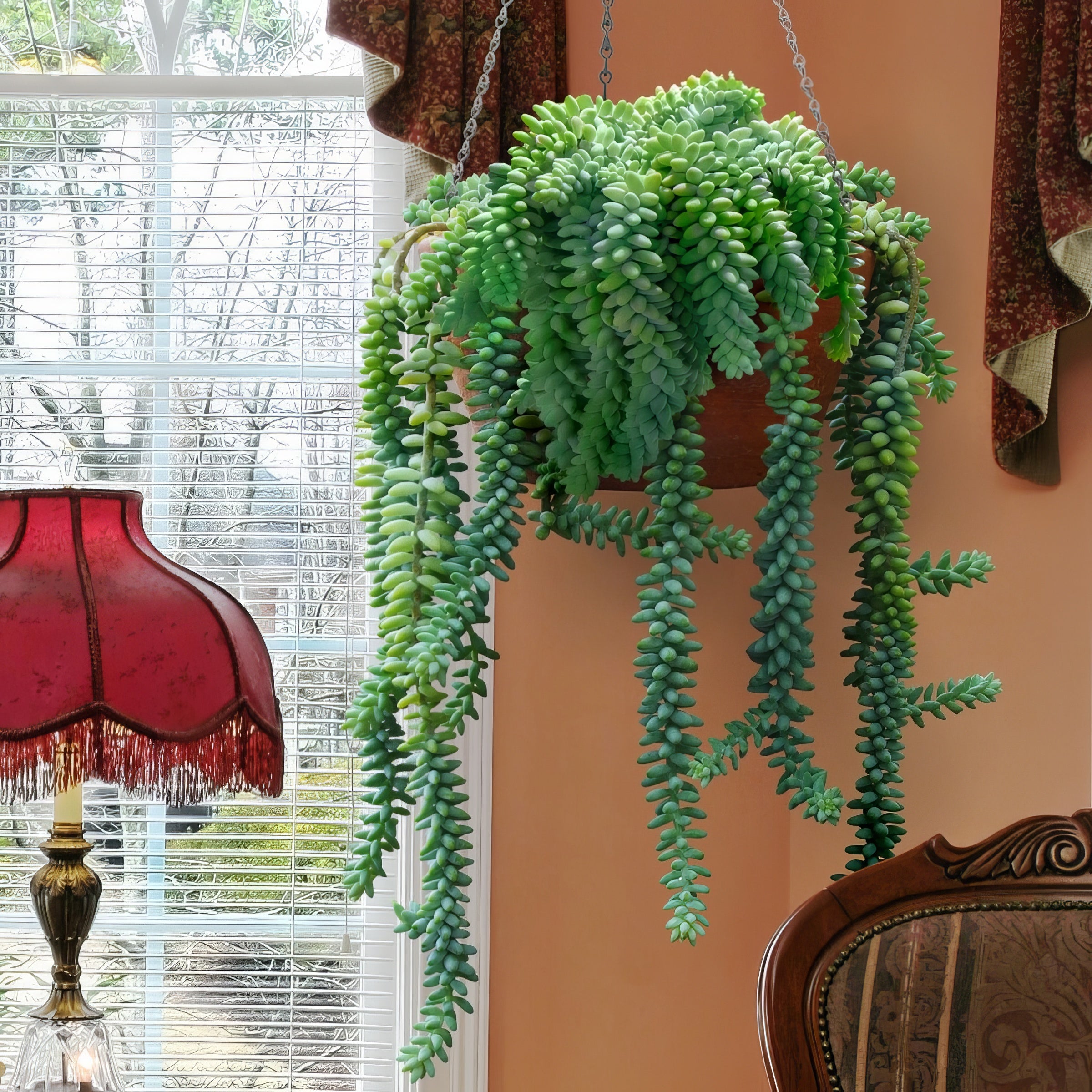 Sedum 'Burrito' - 4