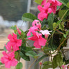 Dipladenia Tropica™ Grande Pink Trumpet Vine