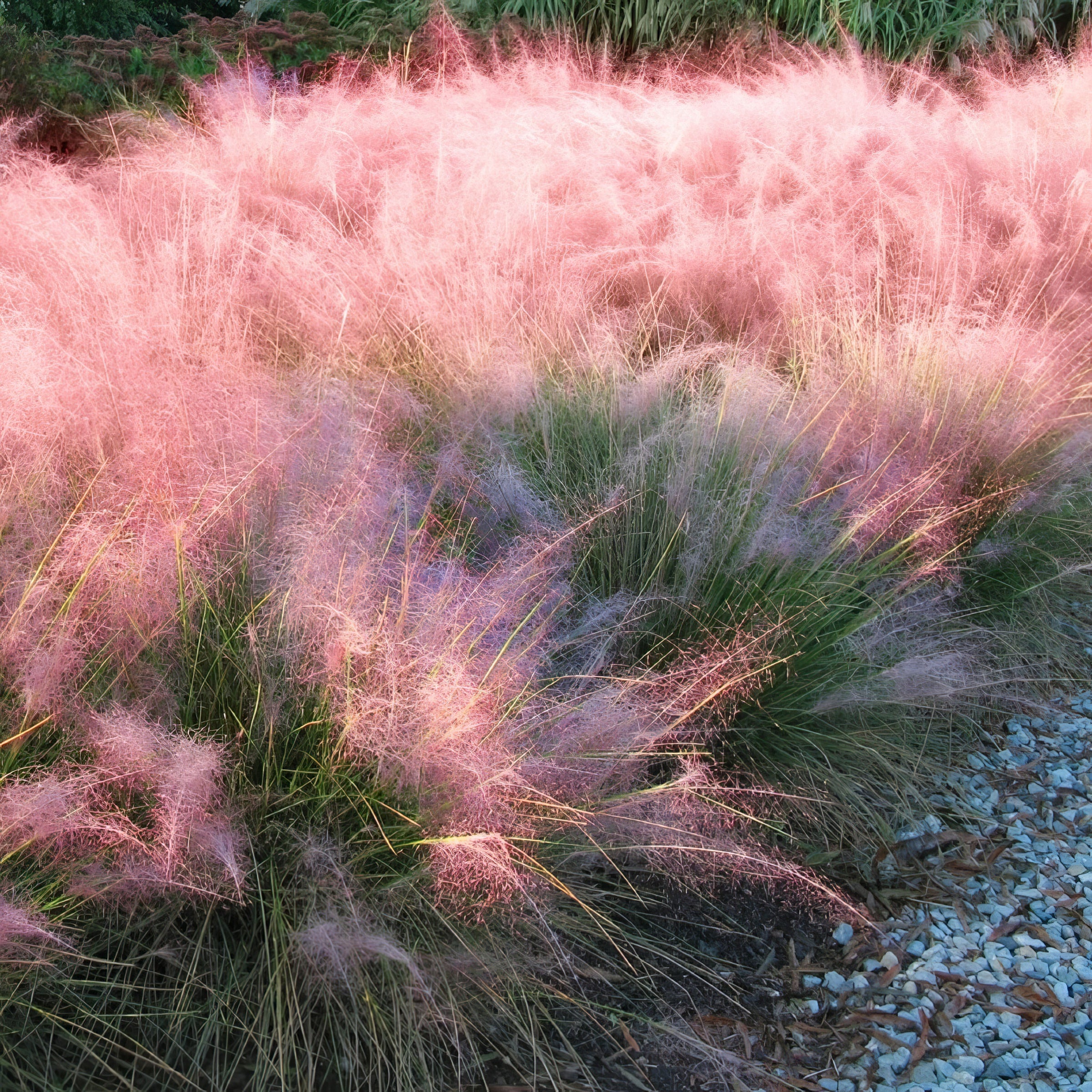 Pink Muhly Grass - 1 Gal. Pot