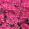 FlorAmore Hot Pink Reblooming Azalea