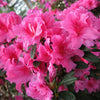 FlorAmore Pink Reblooming Azalea