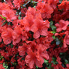 FlorAmore Red Reblooming Azalea - 1 Gal. Pot