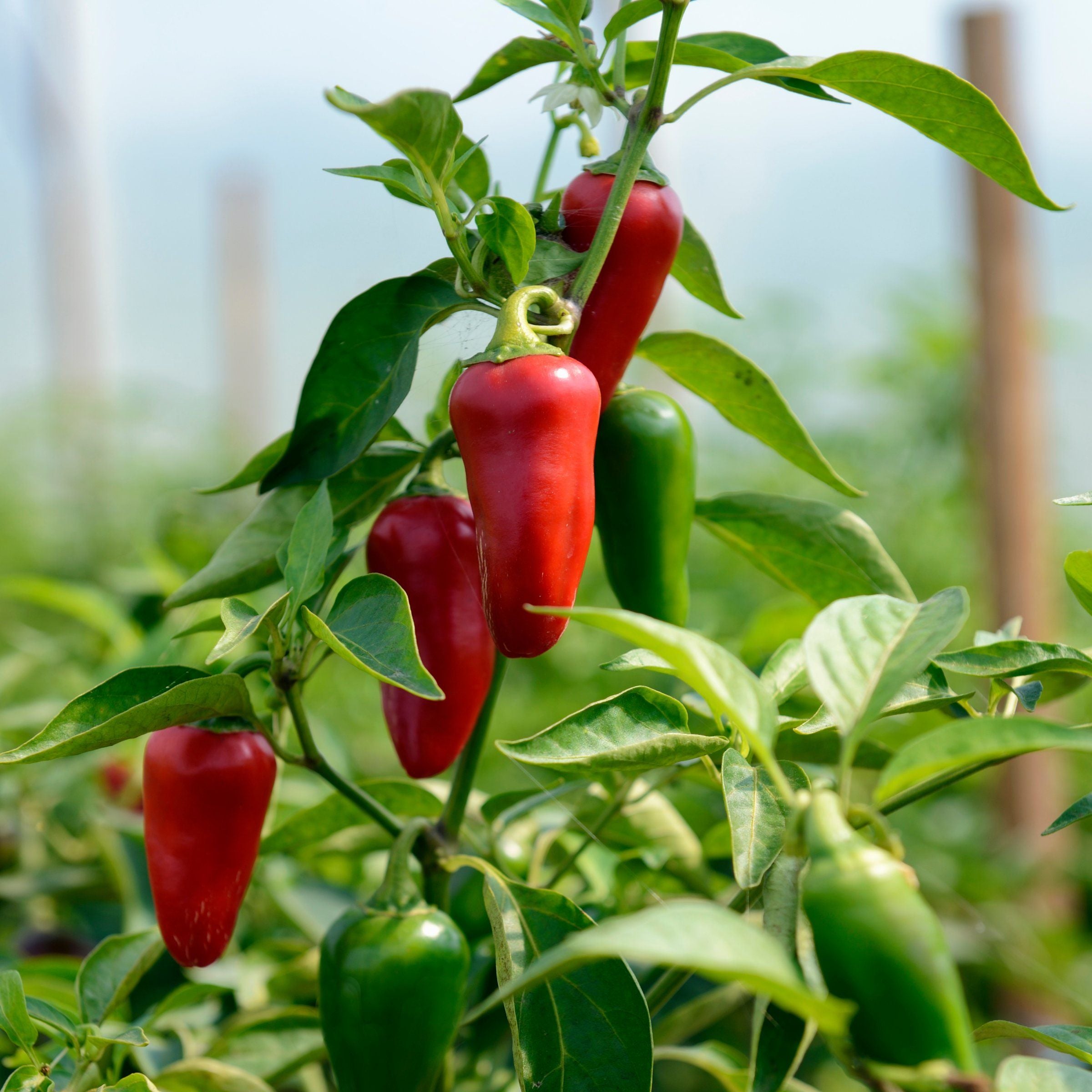 Collections Cottage Farms Direct