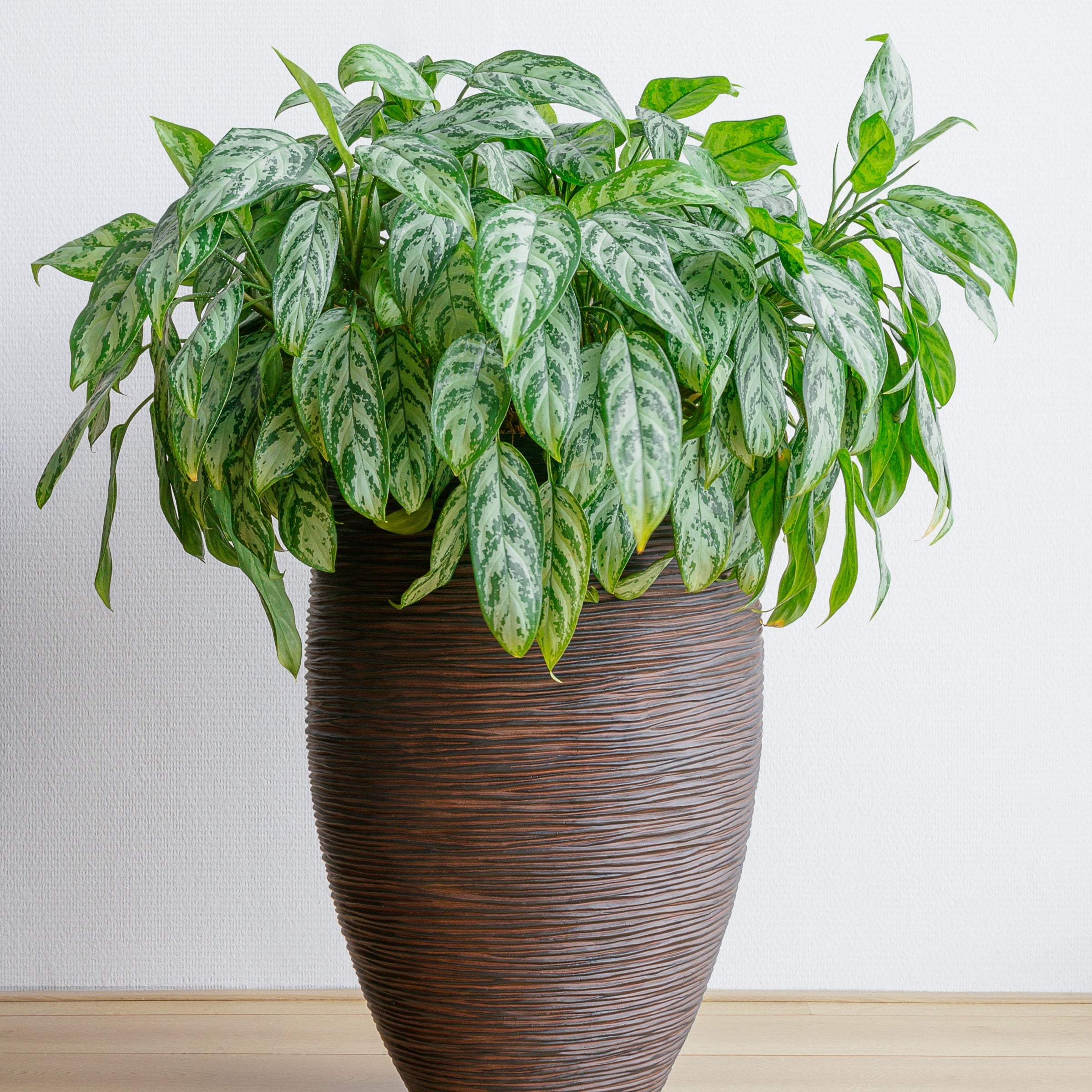 'Maria' Chinese Evergreen Aglaonema - 6