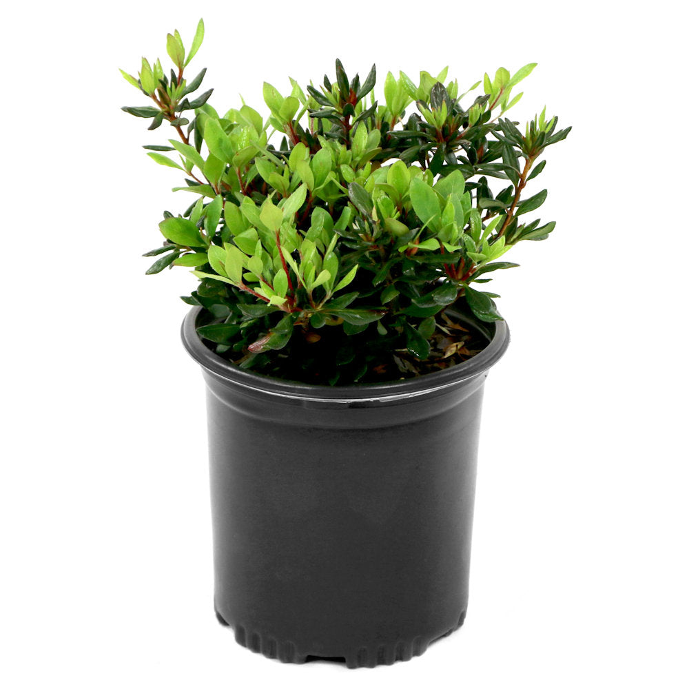 Blaauw's Pink Azalea - 1G Pot