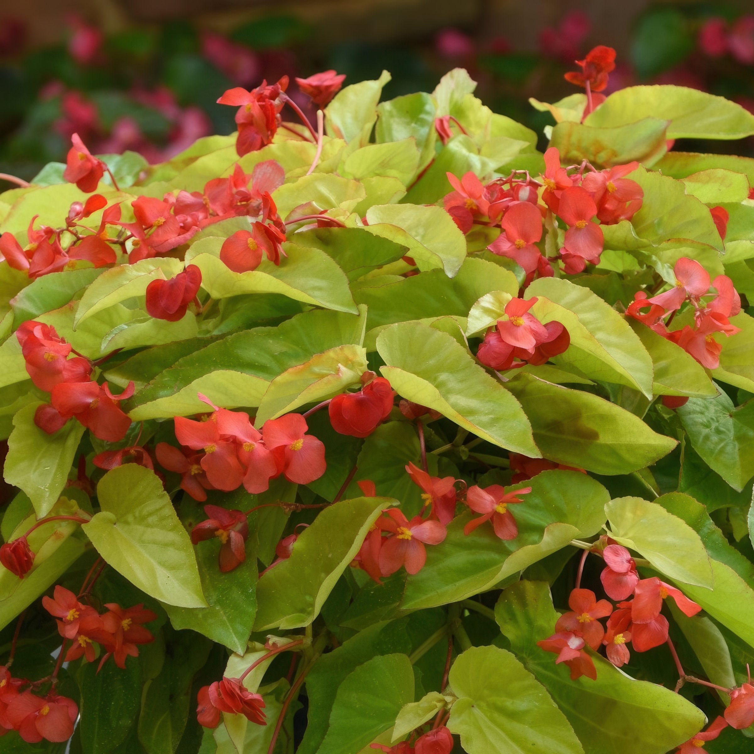 'Canary Wings' Begonia- 4