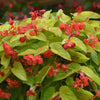 'Canary Wings' Begonia- 4" Pot
