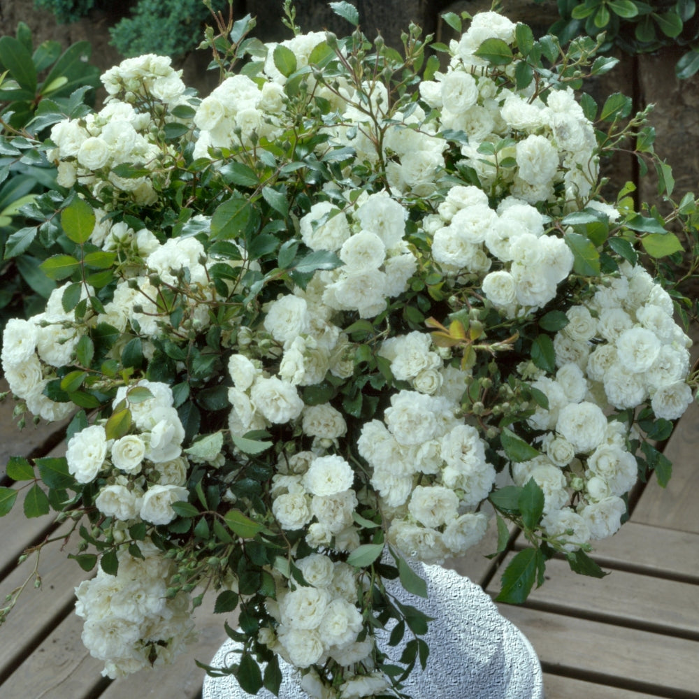 Compact White Roses Roses – Cottage Farms Direct