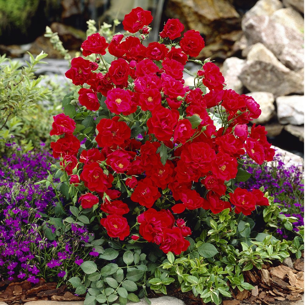 3-Piece Patriot Song Mini Rose - 2.5