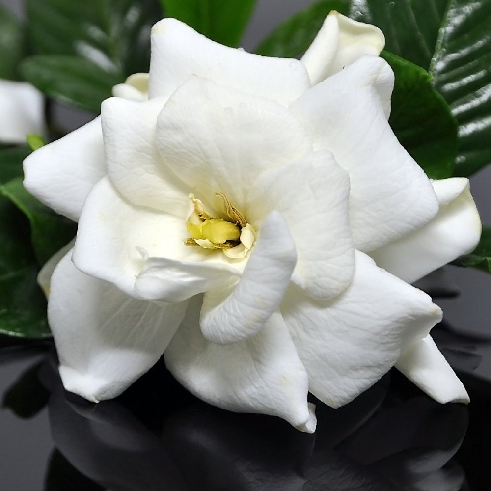 3-Piece Frost Proof Gardenia - 4 in. Pot