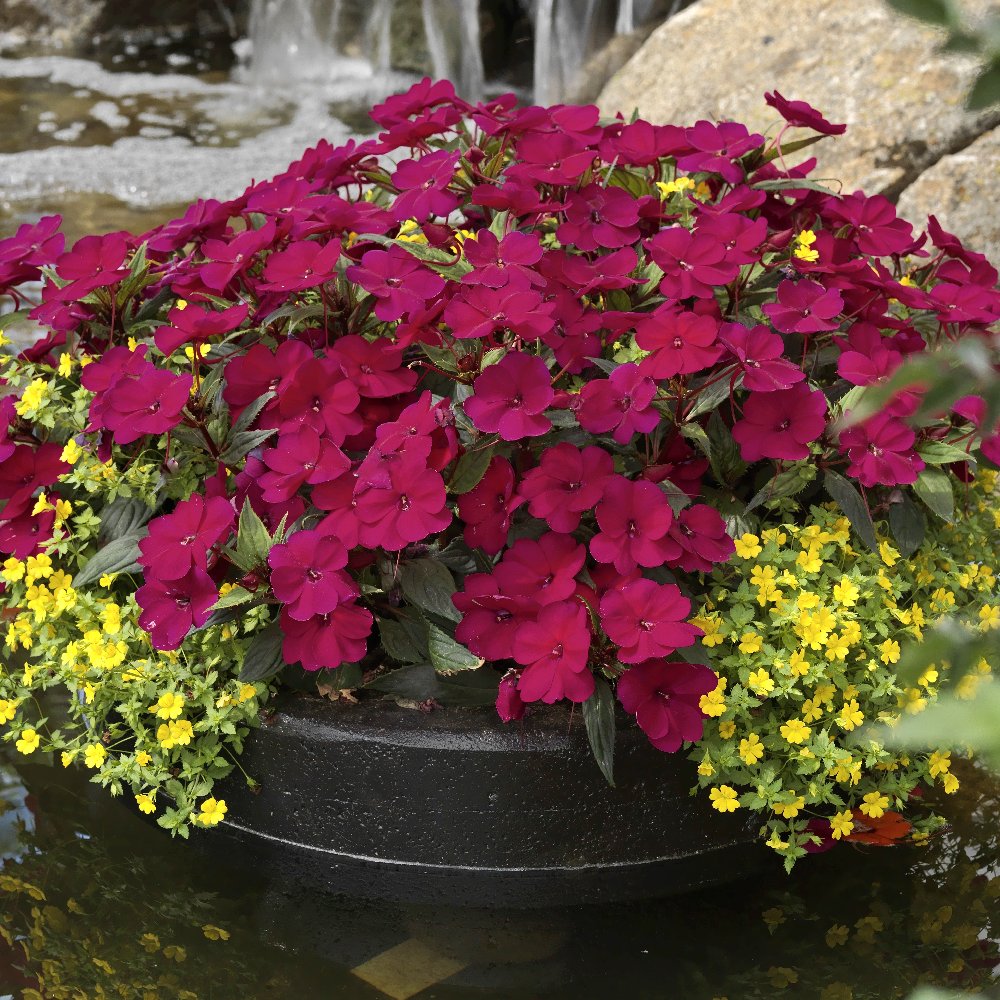 3-Piece Merlot Magic SunPatiens® - 2.5