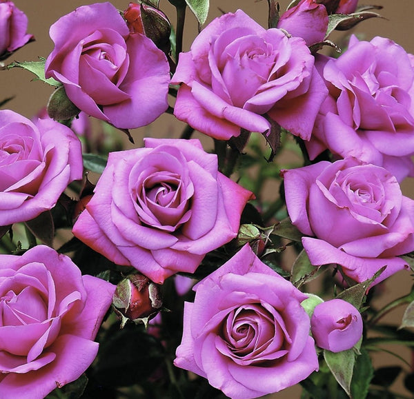 lavender roseさま専用 CFD14289RoseMiniLavenderSunbla