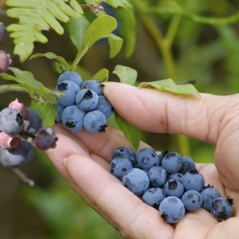 Collections Cottage Farms Direct