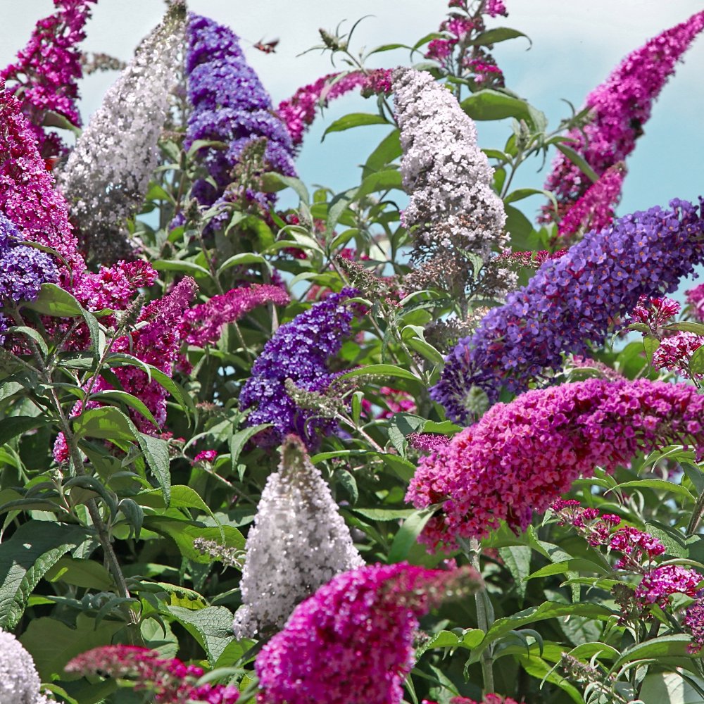 3-N-1 Buddleia Buzz™ Butterfly Bush - 1 Gal. Pot