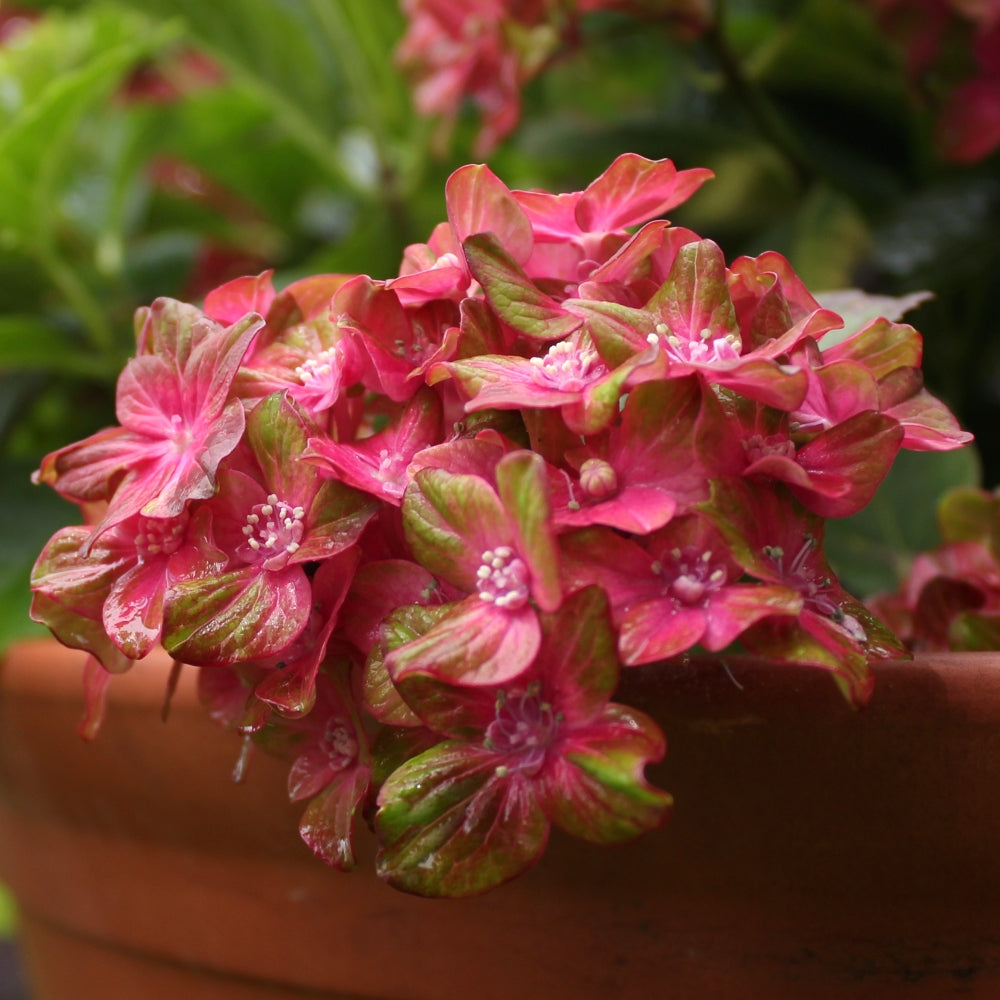 Pistachio Hydrangea - 5.5 in Pot