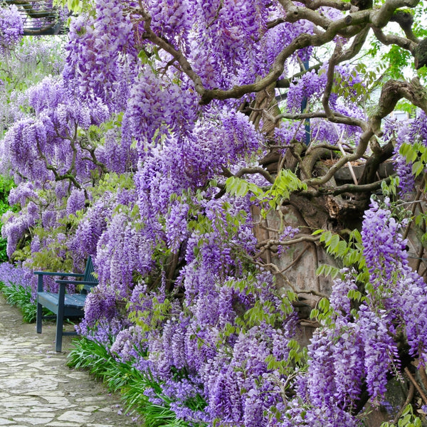 【あうん】Chocolate x Wisteria 1 Pack 10 Purple Chinese Wisteria Seeds Purple Floribunda