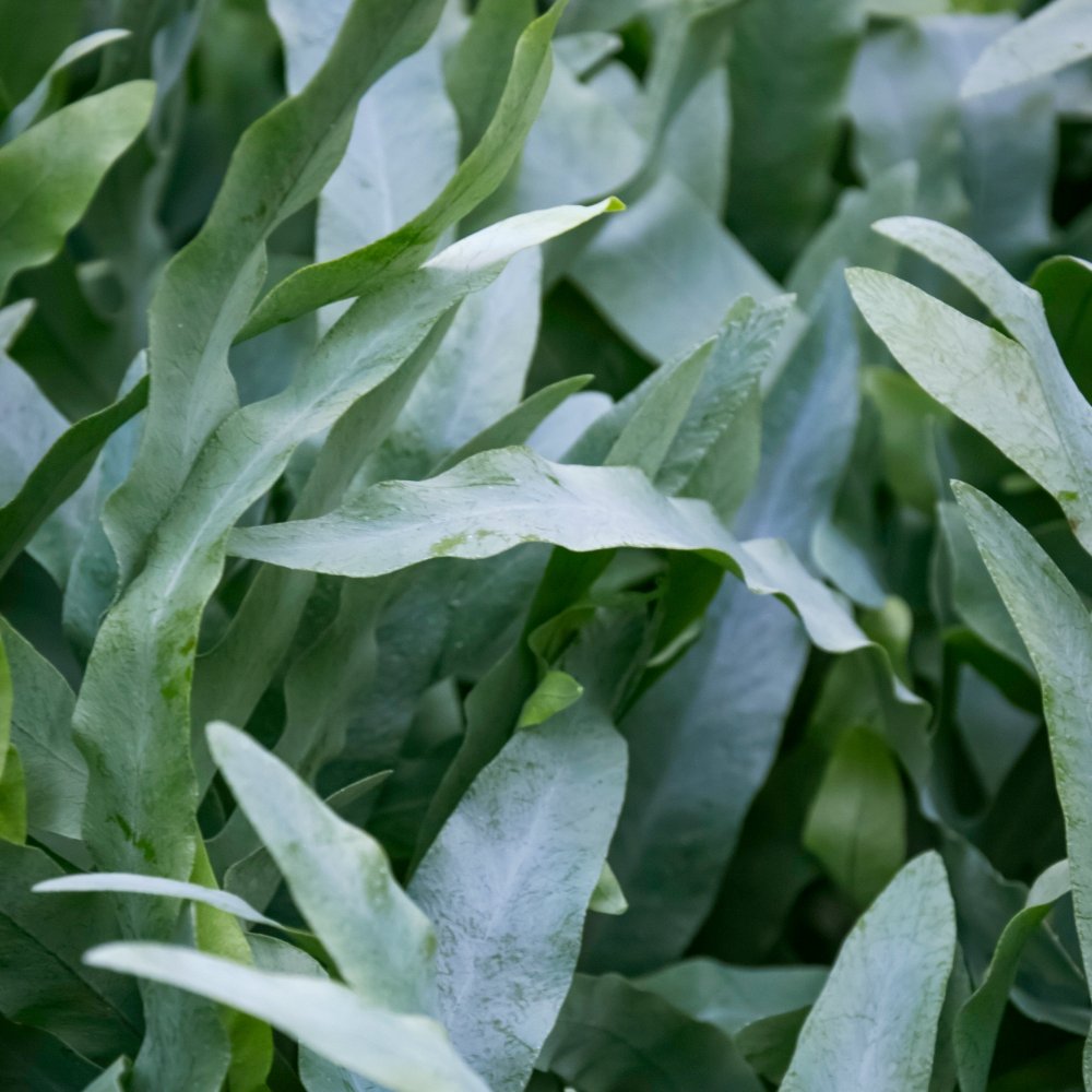 Blue Star Fern - 4