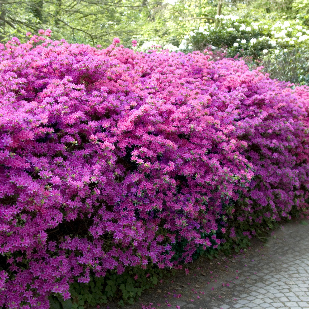 Autumn Lilac® Reblooming Azalea - 1G Pot