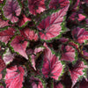 Jurassic Dino™ 'Cherry Fields' Rex Begonia - 6 in. Pot