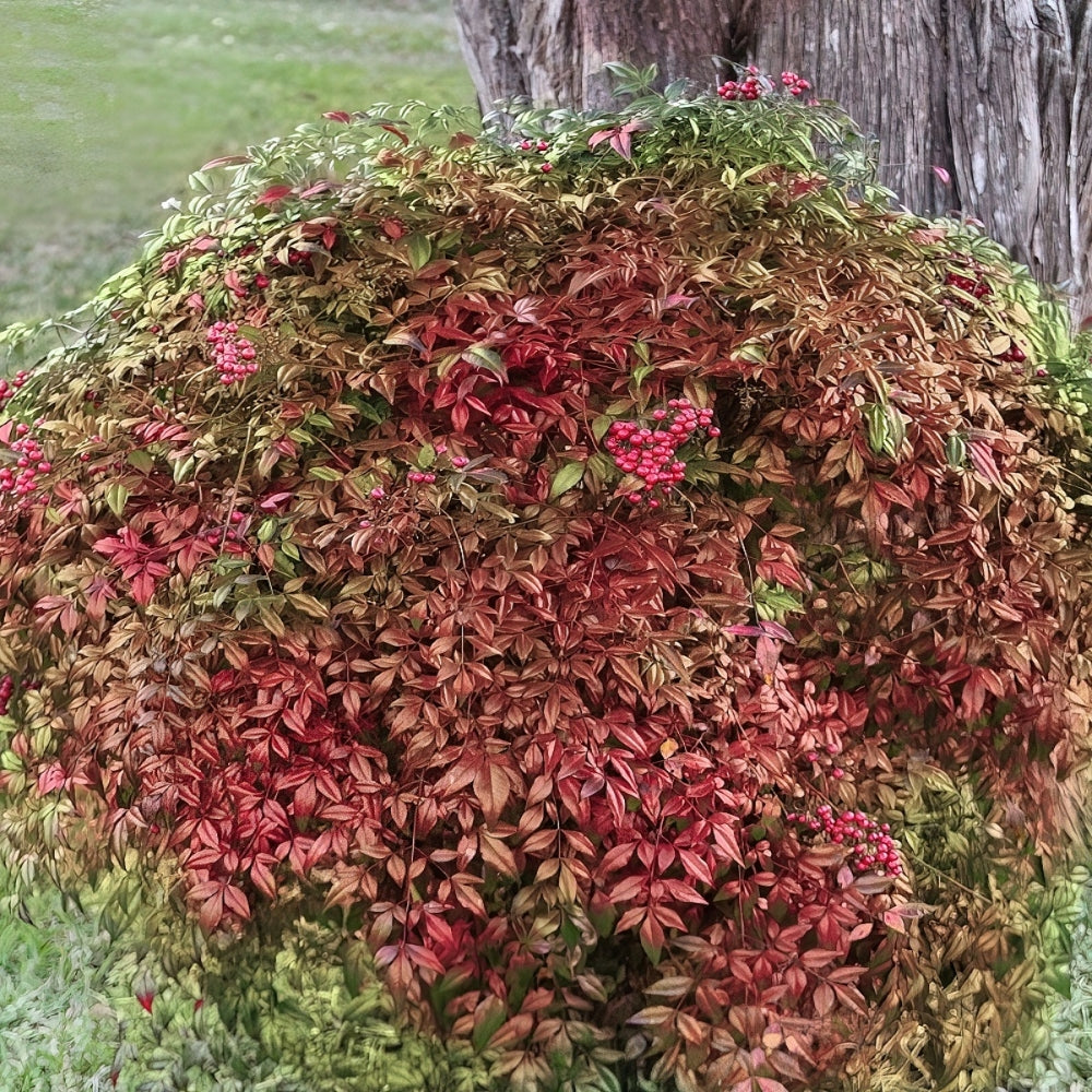 Collections Cottage Farms Direct