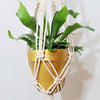 Staghorn Fern - 4 in. Pot