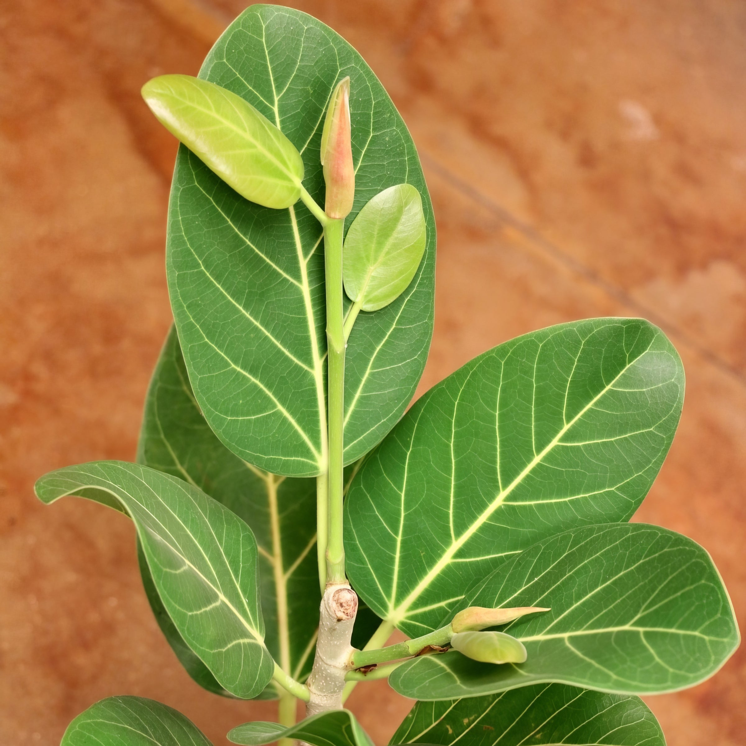 'Audrey' Ficus - 10