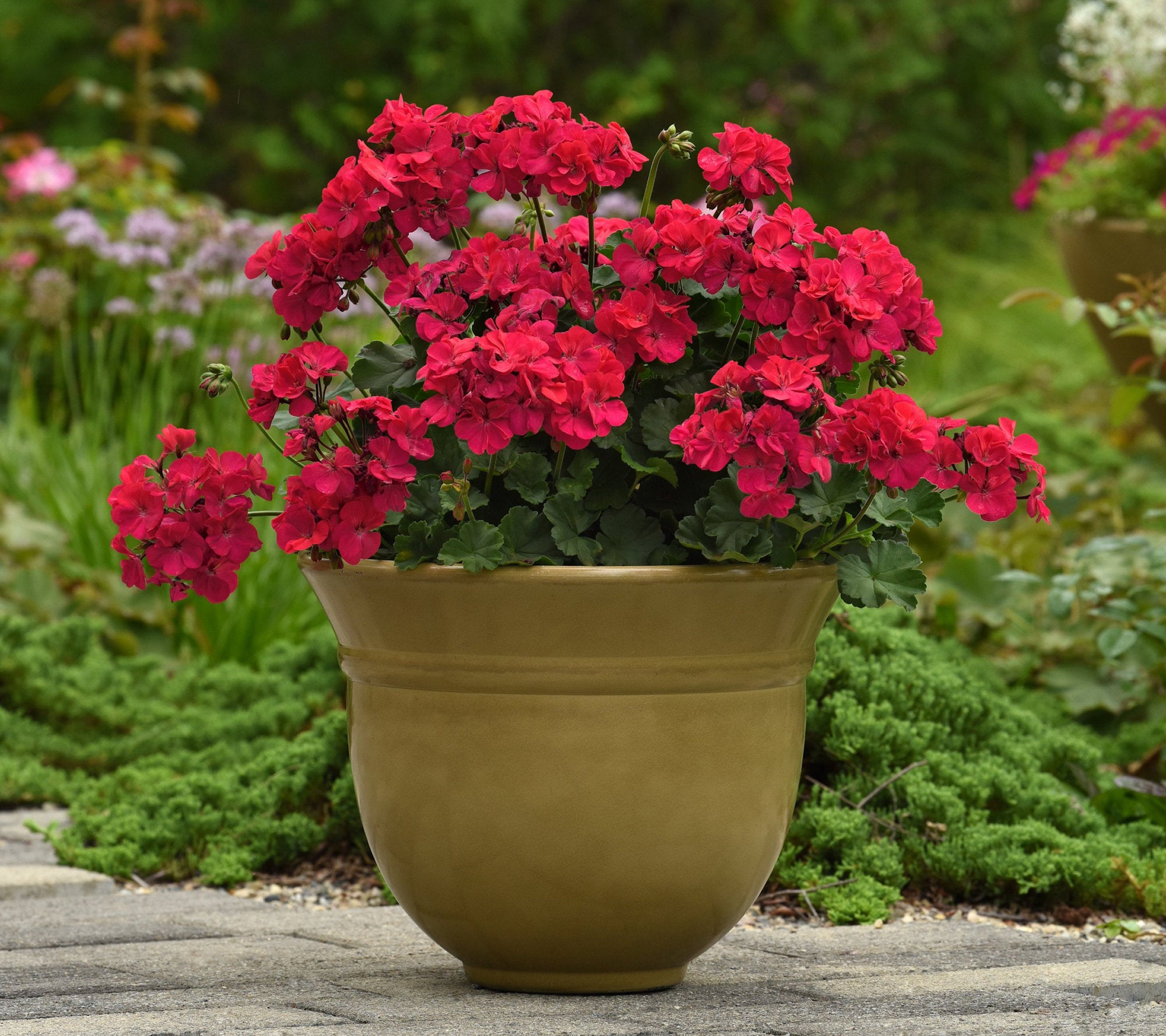 Solera™ 'Fuchsia' Geranium - 4