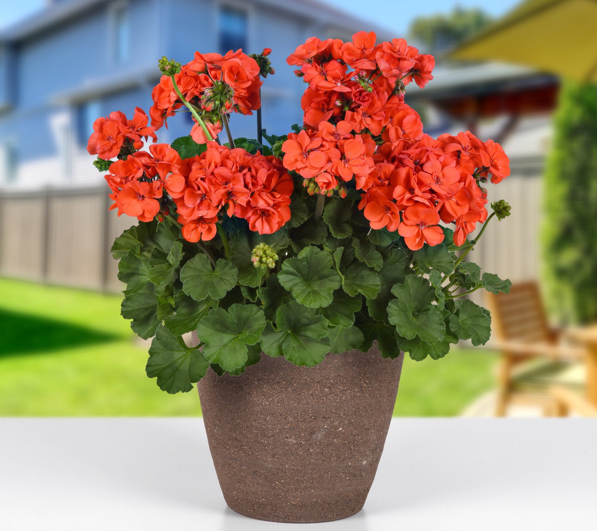 Solera™ 'Orange' Geranium - 4