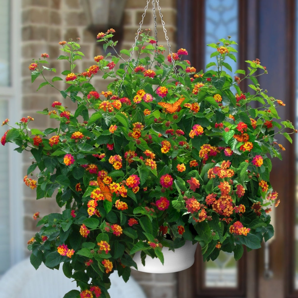 Products Cottage Farms Direct