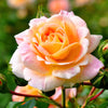 2-Piece Helen Hayes Hybrid Tea Rose - #1 Bareroot