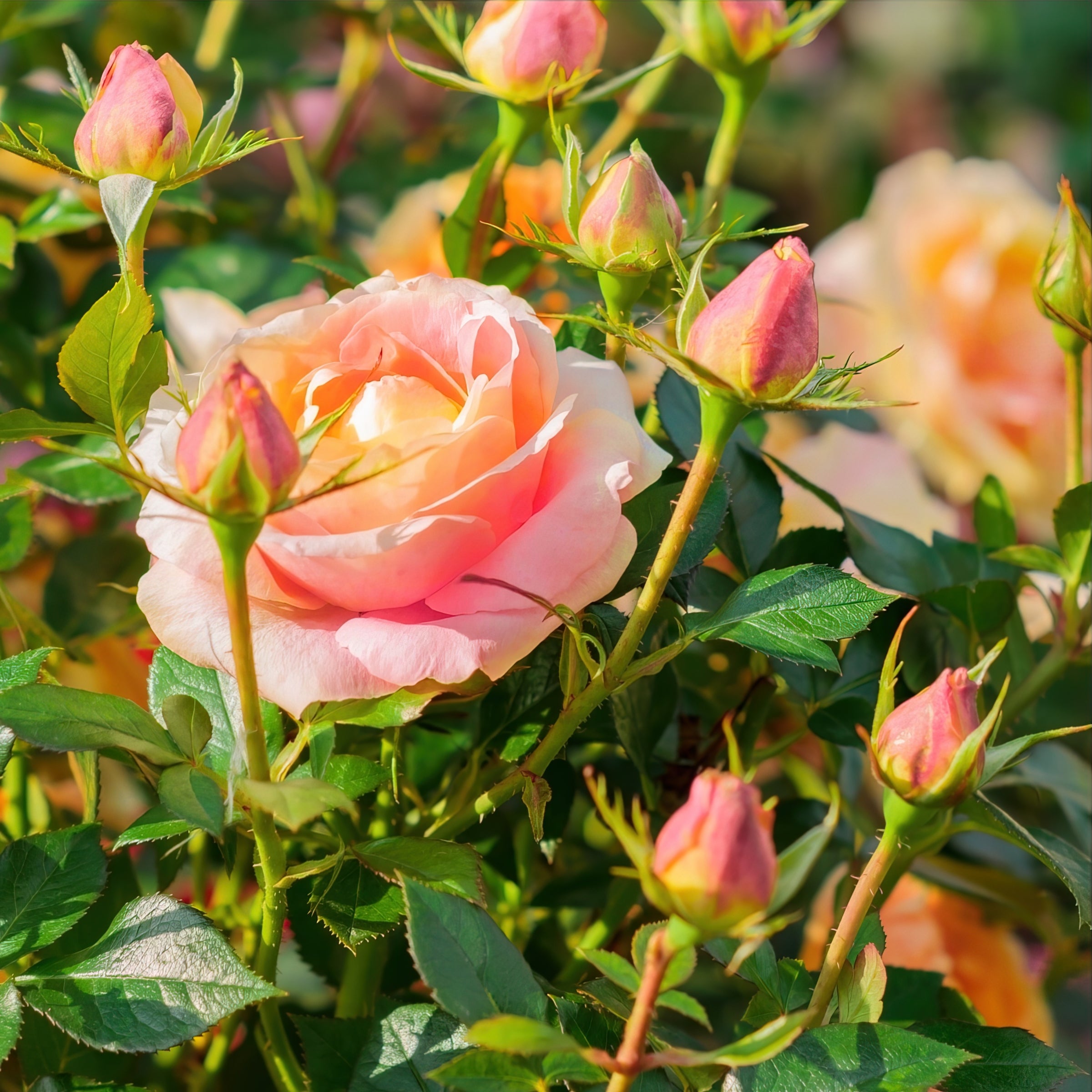 Hains Roses Roses – Cottage Farms Direct