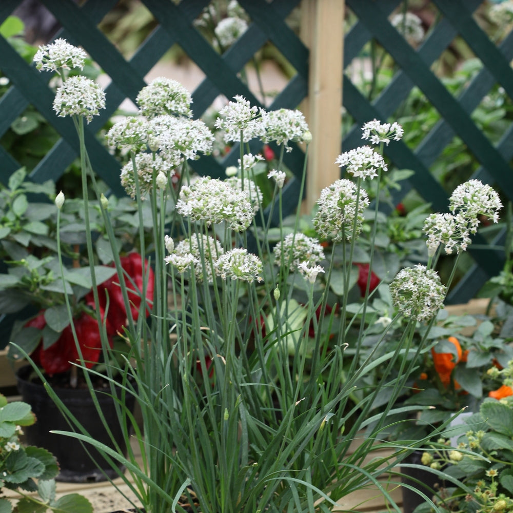 Chives Kitchen Herbs Grow Kit Cottage Farms Direct