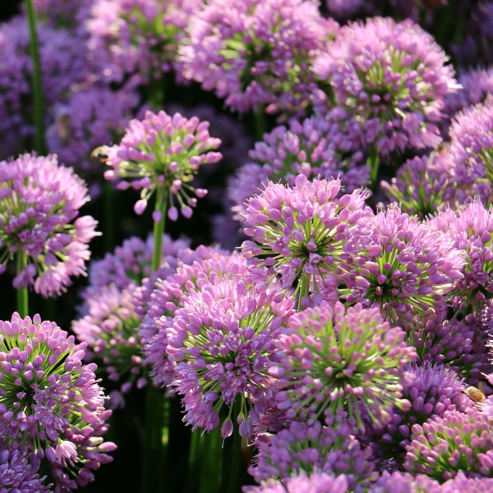 20-Piece Pink Alpine Bells Allium Bulb Garden