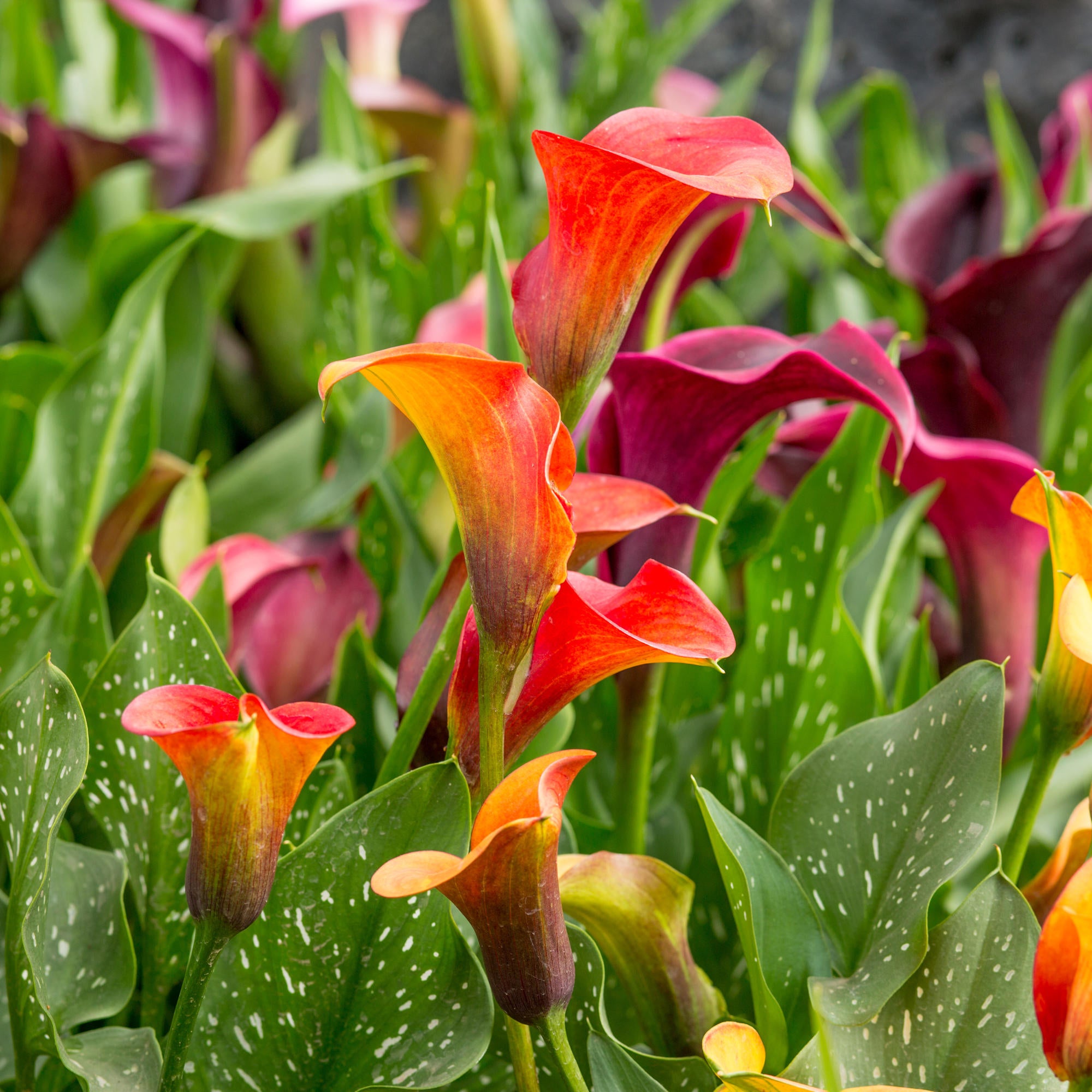 Cottage Farms Direct