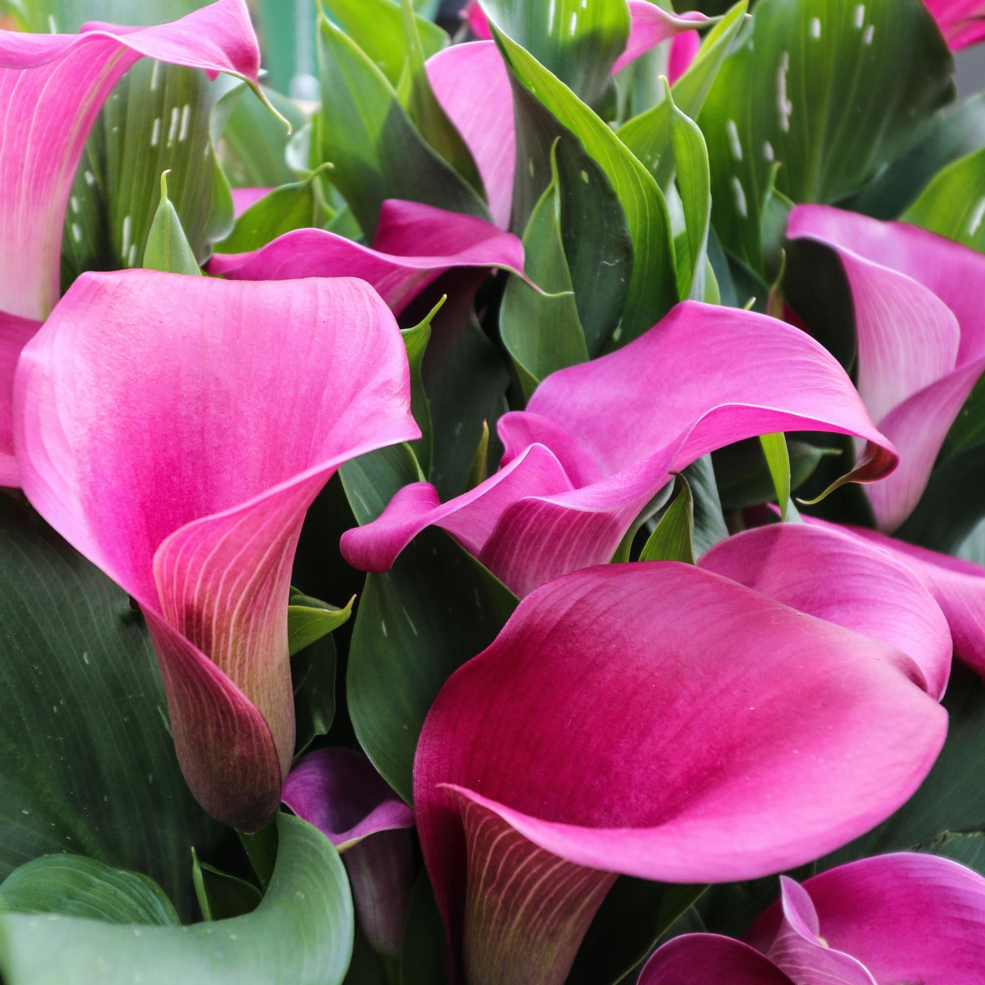 Cottage Farms Direct