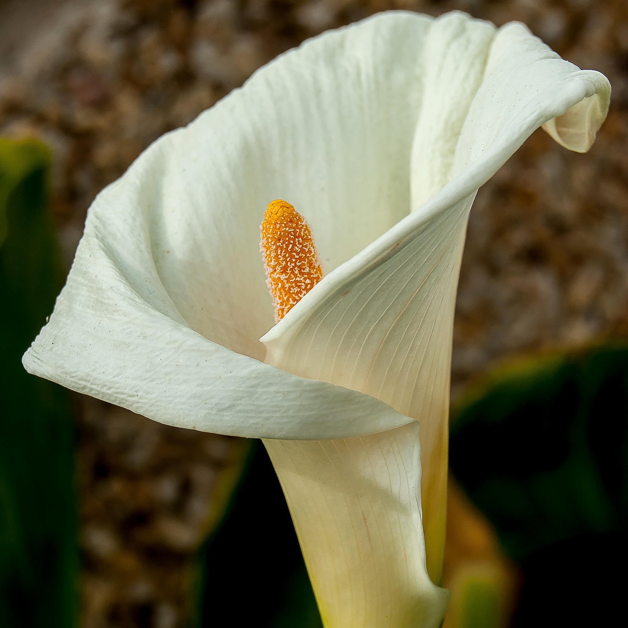 Cottage Farms Direct