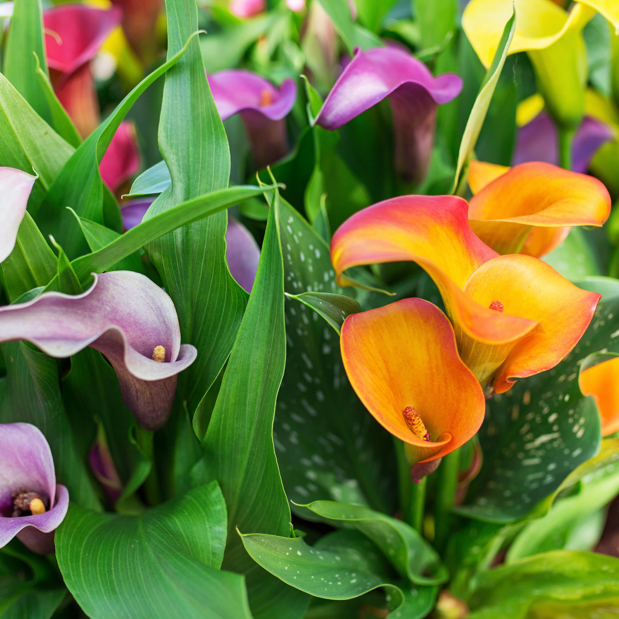 Cottage Farms Direct