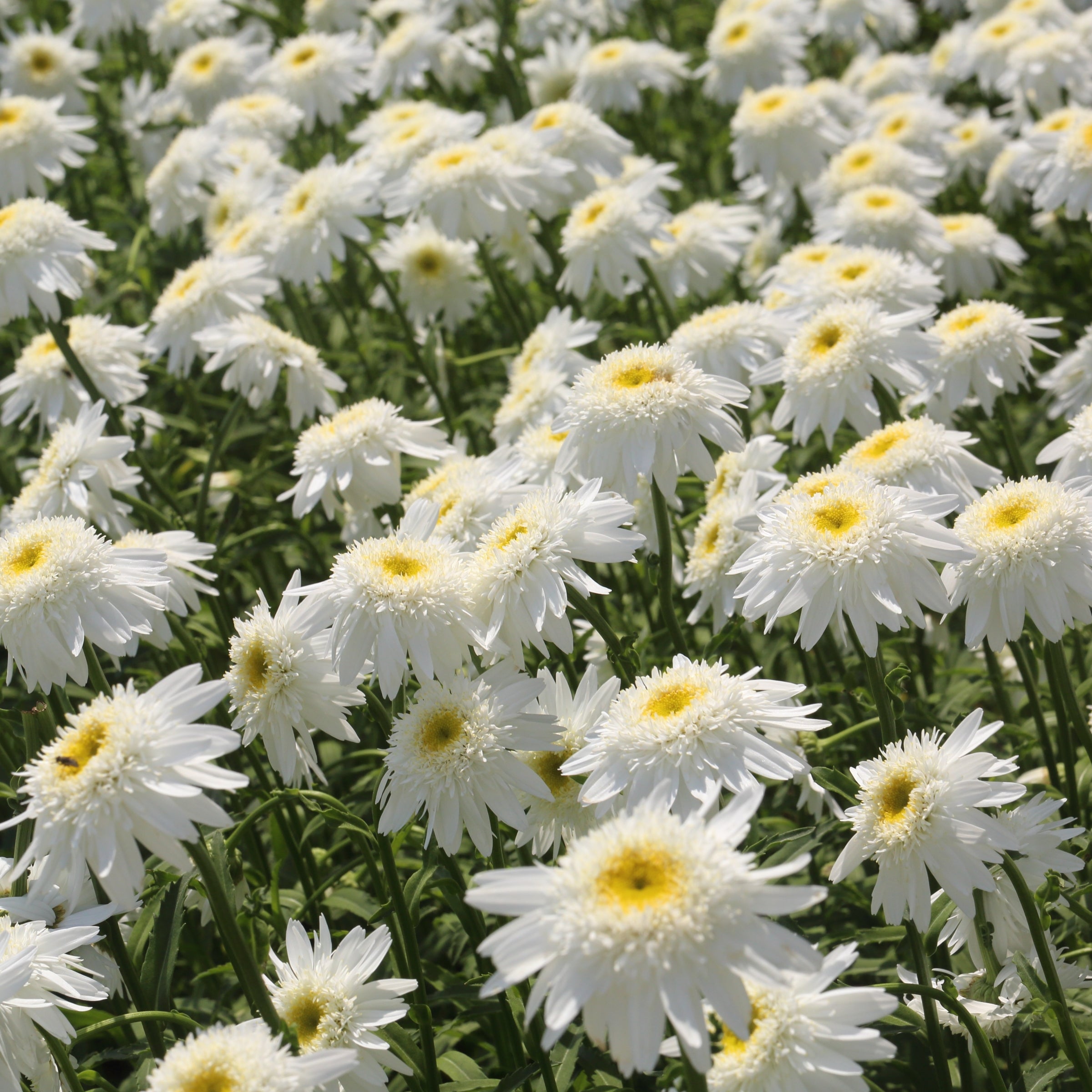 6-Piece Perpetuals® Shasta Daisies - 2.5
