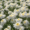 6-Piece Perpetuals® Shasta Daisies - 2.5" Pot