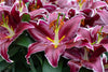 30-Piece All Summer Lily Bulb Garden