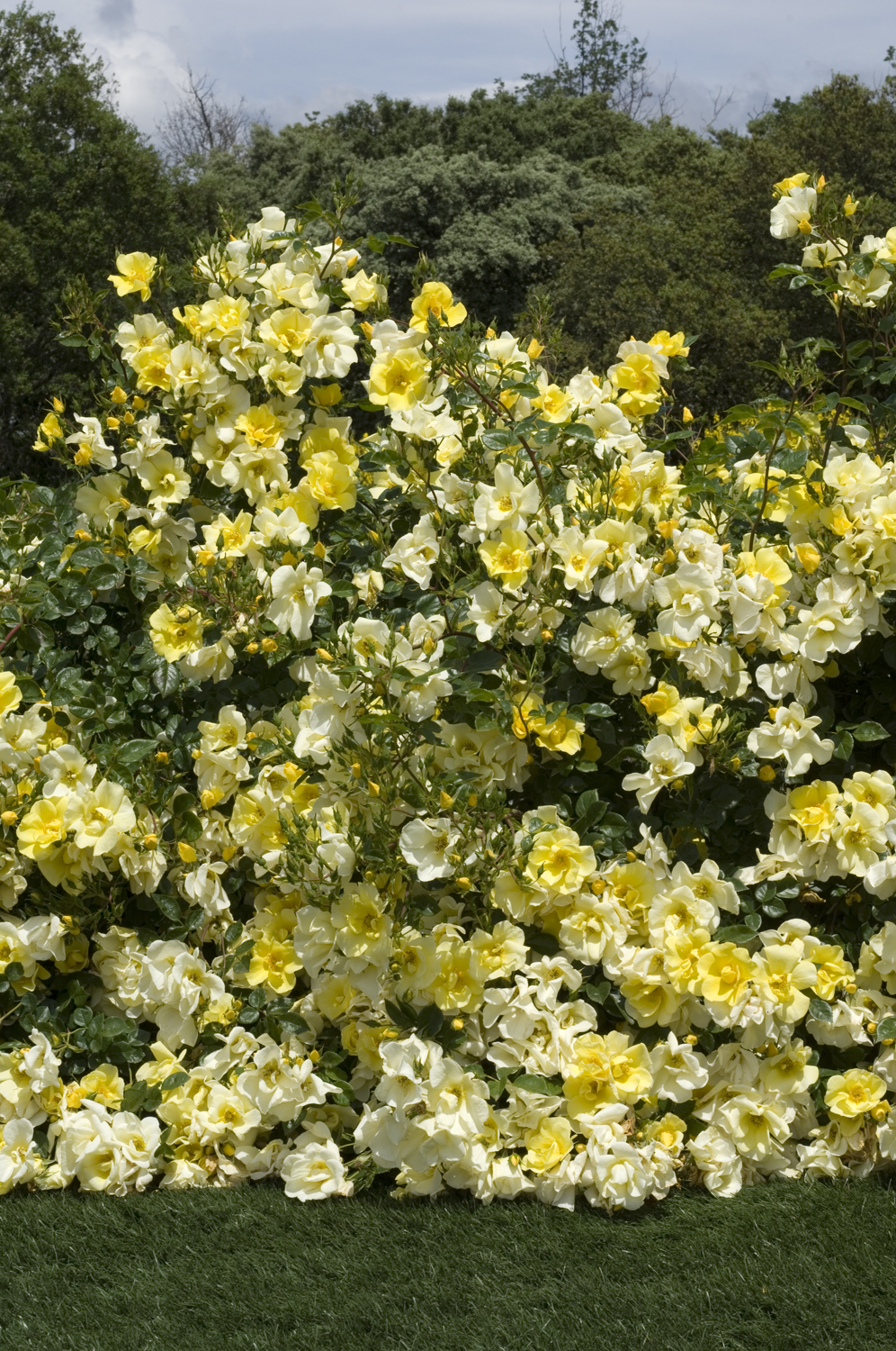 2-Piece Limoncello™ Rose - #1 Bareroot