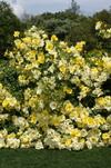 2-Piece Limoncello™ Rose - #1 Bareroot