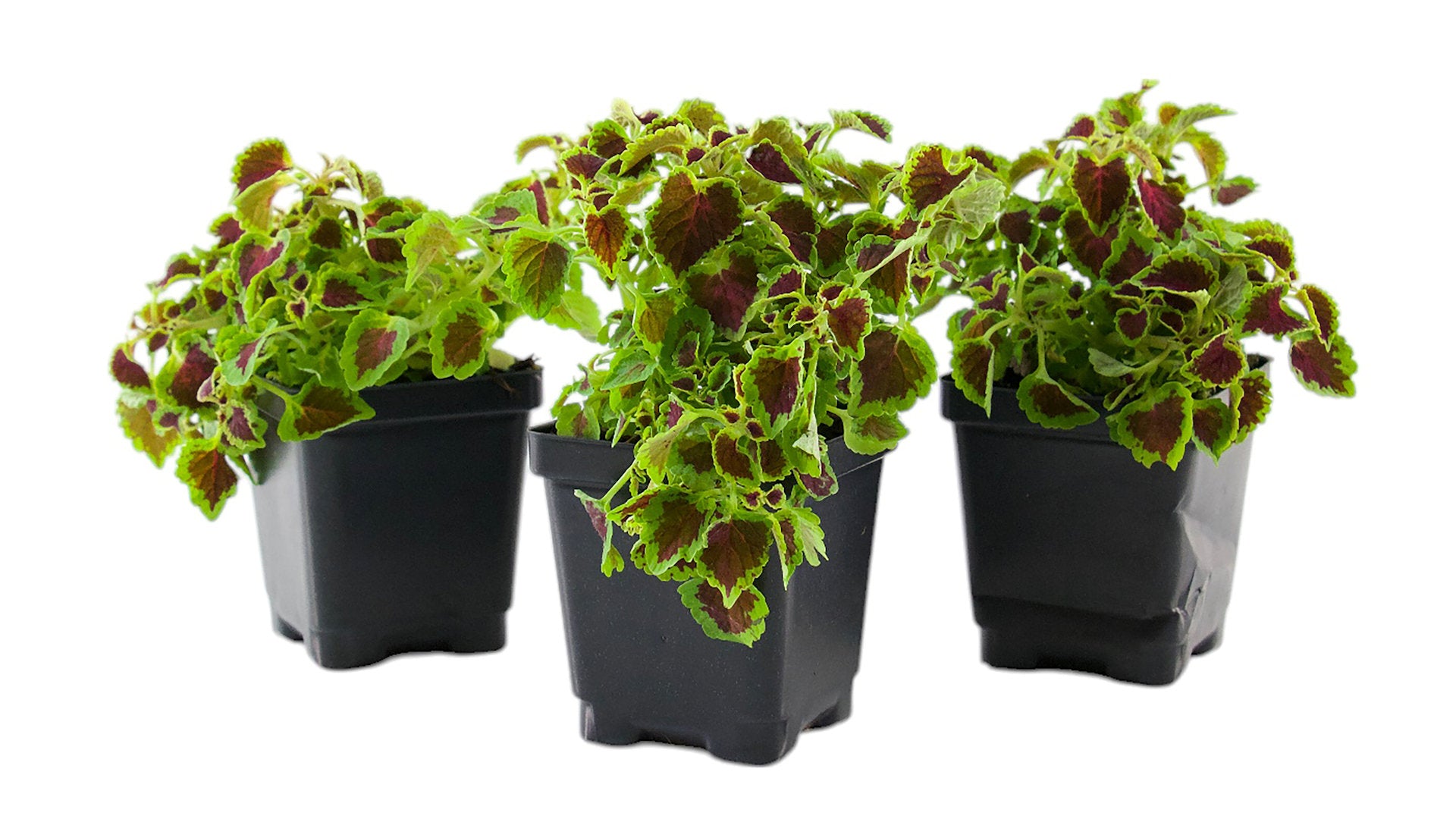 Cottage Farms Direct