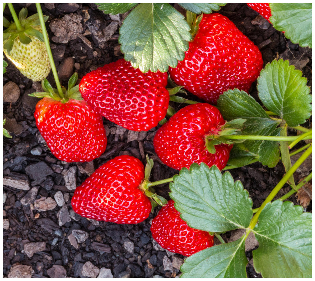Strawberry Grow Kit